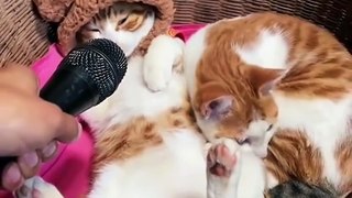 Funny & Cute Cats Compilation (TikTok) #shorts