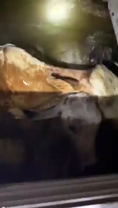 Se hunde ferry al transportar rastra con ganado en Sayaxché, Petén