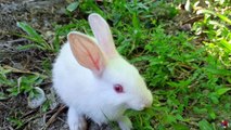 cute baby Bunny eating in the grassland