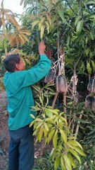 Mego kesar Keri nu jad