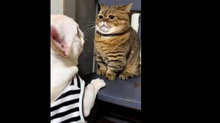 funny cats videos, funny animal videos ,funny cats fight video.