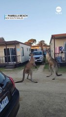 Regardez cet incroyable combat filmé en pleine rue, en Australie, entre deux kangourous qui s'affrontent comme des humains, debout sur leurs deux pattes !