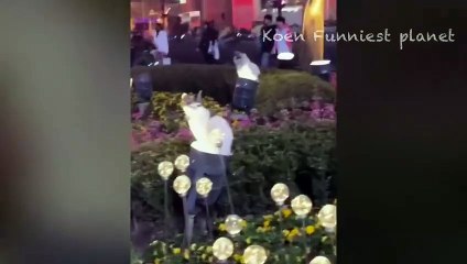 Funny Dogs And Cats Videos 2024  - Best Funniest Animal Videos Of The week #1