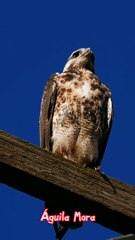 Aves del Uruguay - Águila Mora