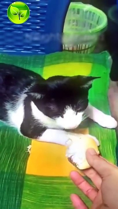 فيديوهات مضحكة جدا----_ مواقف تموت من الضحك  مقاطع مضحكة قطط وكلاب مضحكة (480P)