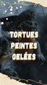 Le pouvoir des tortues peintes !