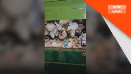 Polis Indonesia gagalkan cubaan trak bawa 200 anjing untuk disembelih