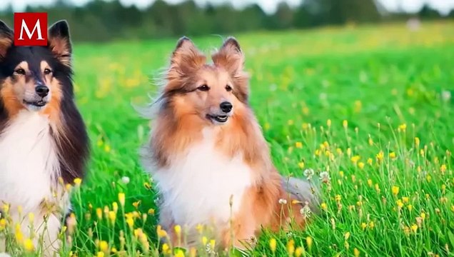 Test revela cuáles son las razas de perros más inteligentes del mundo; aquí te decimos