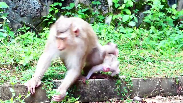 Oh Sorry Baby!, Moly Mom Express High Disappointment, She's Careless With Baby, Money Falls Backward (720p_25fps_H264-192kbit_AAC)