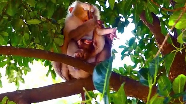 Oh Super!, Adorable Mother Rozy Upside Down Her Tiny Baby On The High Tree (720p_25fps_H264-192kbit_AAC)