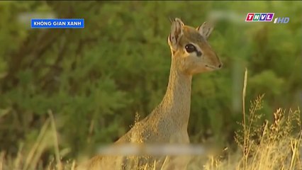 Không Gian Xanh -Kỹ Năng Sinh Tồn (Cuối)