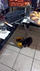La #Gatita #Bombay #jugando con las #almejas y #ostiones #shorts #animales #mascotas #moluscos #epic