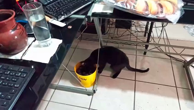 _⬛ La #gatita #bombay Jugando con los ostiones y almejas patas de mula #shorts #animales #mascotas