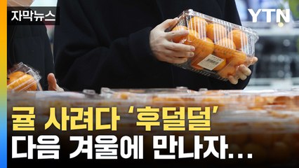 [자막뉴스] "금귤 비싸서 못 사먹어요"...귤 가격 27년만에 최고가 / YTN