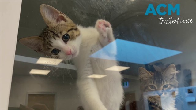 BARC: Bathurst Animal Rehoming Centre hosts cat adoption day