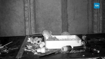 2 ay boyunca bir adamın evini düzenledi, gece görüş kamerasıyla tespit edildi