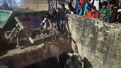 नाले में गिरे सांड को ऐसे किया रेस्क्यू, देखें वीडियो