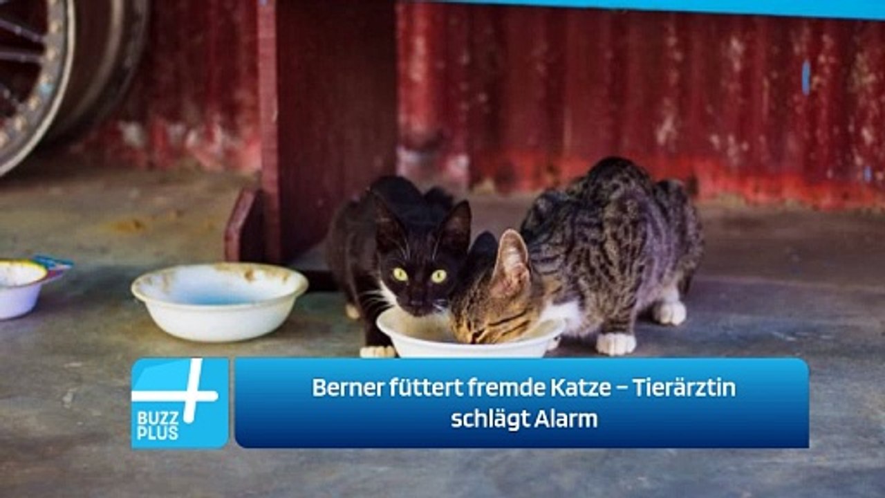 Berner füttert fremde Katze – Tierärztin schlägt Alarm