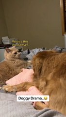 The drama queen doggy in the end .