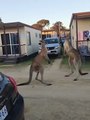 Avustralya'da iki kanguru sokak ortasında kavga etti