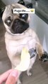 Funny pugs videos comp ,pugs funny videos | funny pugs videos | funny pugs | Funny Pug Moments | pugs screaming