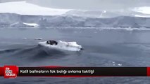 Katil balinaların fok balığı avlama taktiği