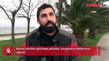 Yer: İstanbul! Sahile inen akbabayı gören vatandaşlar şoke oldu