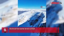 Erzincan’da kartal drone avladı