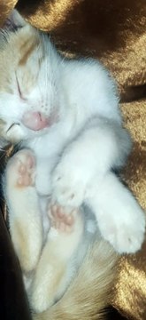 Kucing lucu tidur ngorok