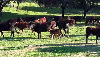 Tendido Diez (14x60) (22-03-2024)