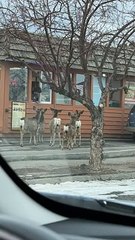 Deer Line Up At Drive Thru For Tacos