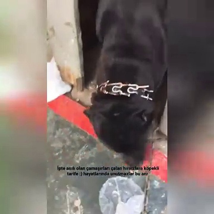Hırsızlara unutamayacağı ders! "Köpeğini saldı"