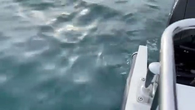 50 Common Dolphins spotted off the Sussex coast