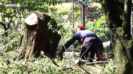 El Concejo de Medellín manifiesta inconformidad por la tala del túnel verde