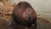 Beaver who washed up on beach makes recovery at RSPCA wildlife centre