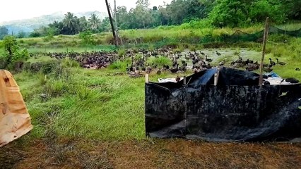 duck farming