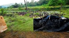 duck farming