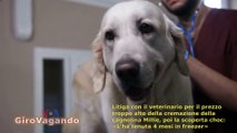 Litiga con il veterinario per il prezzo troppo alto della cremazione della cagnolina Millie