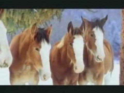 CHEVAUX A LA NEIGE (mdr... a voir imperativement)