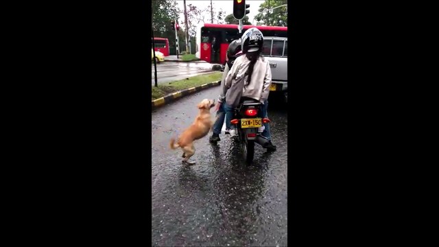 Perrito abandonado en Robledo-Medellin