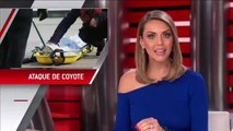 Captan a un coyote citadino atacando a un niño de 5 años