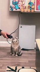 Top 2024 Cat  Funny Movement 