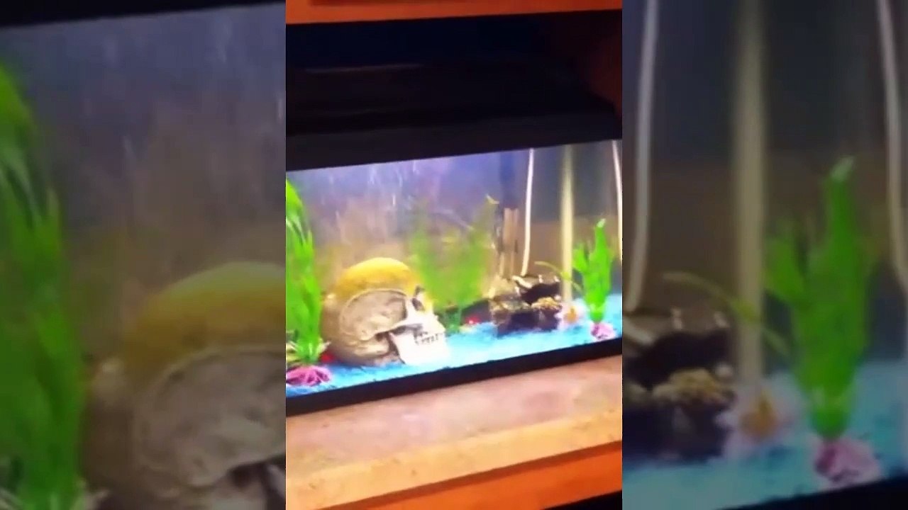 funny cats compilations 2024