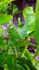 green grasshopper