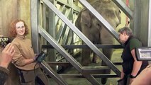 تصاویری از کوتاه کردن ناخن پای فیل‌های باغ‌وحش کلن در آلمان
