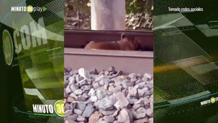 Sobrevivió Tren pasa a toda velocidad encima de un perrito que estaba en la mitad de los rieles