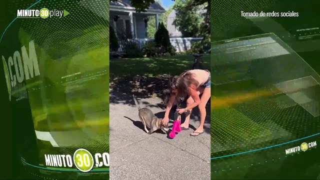 Perrita sin paticas delanteras da por primera vez pasos con prótesis