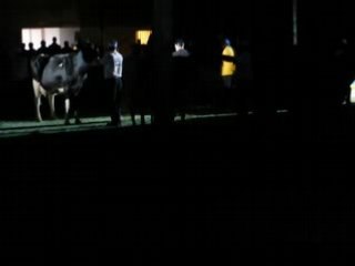 championnat mamelle pétula dls devant royale (3eme tsigane)