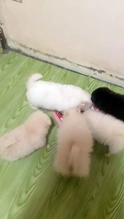 Cuties pets