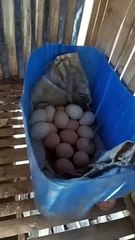 dadami na na ang ating mga native chicken